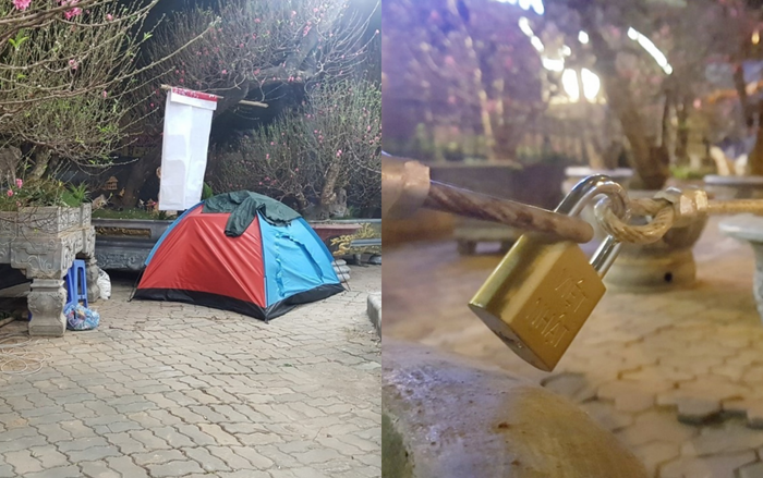 Chủ buôn dùng xích chăng kín gốc, trắng đêm dầm mưa lạnh canh đào Tết giá hàng chục triệu đồng ngăn trộm Ảnh 2