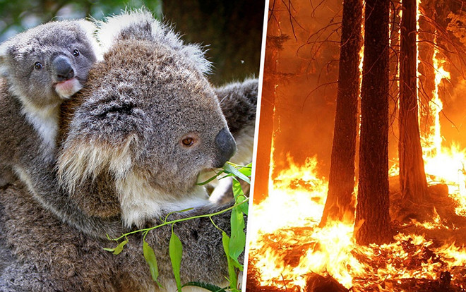 Cháy rừng dữ dội ở Australia, quần thể gấu koala và nhiều loài động vật quý hiếm đối mặt nguy cơ tuyệt chủng Ảnh 2