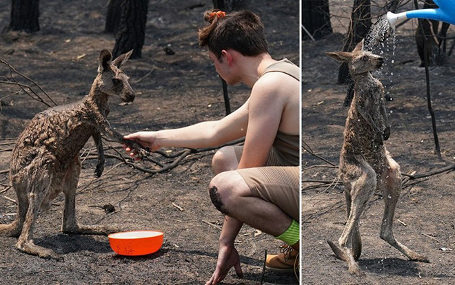 Chuột túi mừng khôn xiết khi được cậu bé tưới nước lên cơ thể bỏng rát vì cháy rừng Ảnh 2