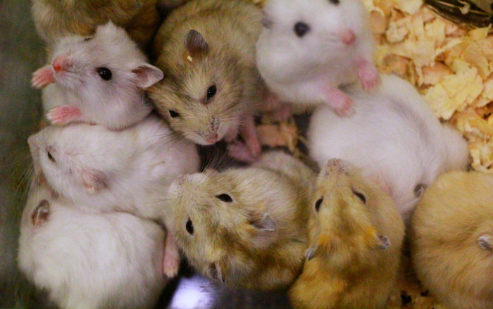 Cận cảnh sắc thái đáng yêu của chuột Hamster được nhiều người săn mua chơi Tết Canh Tý 2020 Ảnh 2