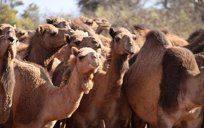 Australia bắn chết hơn 10.000 con lạc đà từ trực thăng vì uống quá nhiều nước Ảnh 2