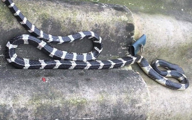 Bé trai 20 ngày tuổi bị rắn cạp nong cắn tử vong thương tâm Ảnh 2