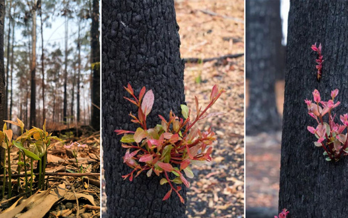 Kỳ diệu khoảnh khắc khu rừng cháy rụi ở Australia 'hồi sinh' dù không có mưa Ảnh 2