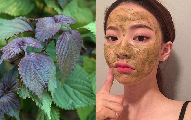 Những cách làm trắng da mặt bằng lá tía tô siêu hiệu quả, giúp U42 trẻ như U24 Ảnh 2