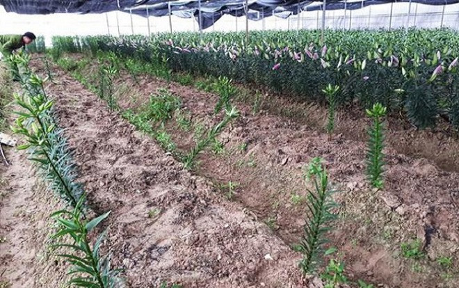 2 nông dân bị kẻ gian nhổ trộm hơn 1.400 cây hoa ly ở thời điểm cận Tết Ảnh 2