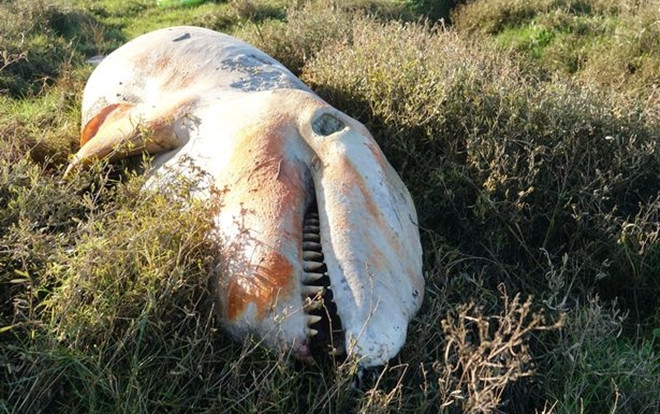 Phát hiện gây sốc trong xác cá voi sát thủ trôi dạt bờ biển Ảnh 2