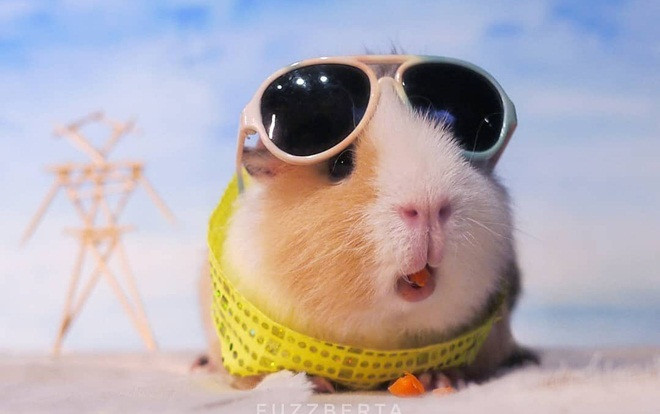 Năm Canh Tý gần kề, cùng ngắm những chú chuột ngôi sao 'hot' nhất Instagram! Ảnh 2