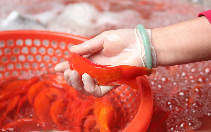 Chợ cá lớn nhất thủ đô đỏ rực trước ngày lễ ông Công ông Táo Ảnh 2