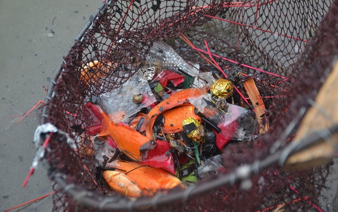 Chưa kịp lên ‘thiên đình chầu trời’, cá chép vàng chết nổi la liệt ở hồ Hoàng Cầu ngày ông Công ông Táo Ảnh 2