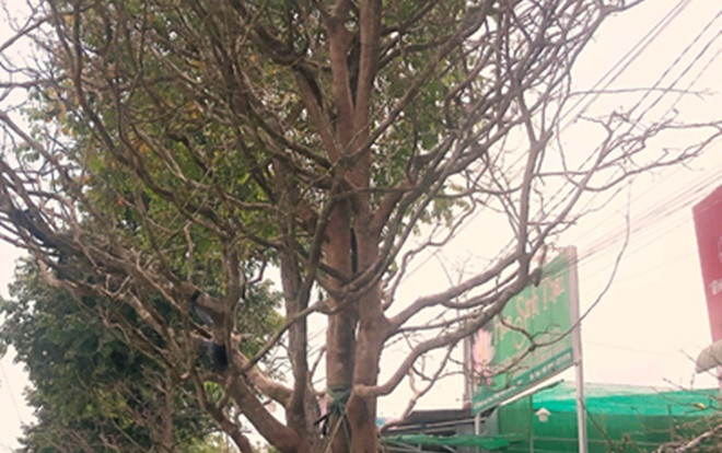 Cây mai vàng giá 2,4 tỷ đồng Ảnh 2