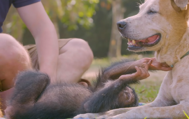 Tan chảy hình ảnh chú chó quấn quít bên tinh tinh con mất mẹ Ảnh 2