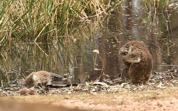 Xót xa gấu koala khóc than bên thi thể cháy đen của đồng bạn Ảnh 2