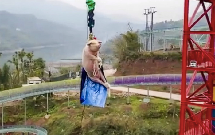 Công viên giải trí Trung Quốc ép lợn nhảy bungee mừng khai trương gây phẫn nộ Ảnh 2