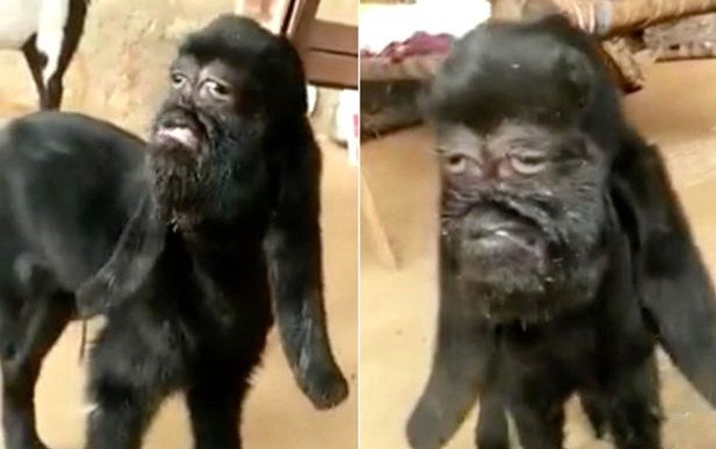 Xôn xao video con dê có khuôn mặt giống người Ảnh 2