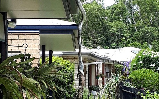 Kinh hãi trăn khổng lồ miệng còn ngậm con nhông đu đưa trước nhà dân Ảnh 2