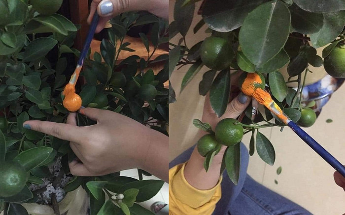 Tết đã đến mà quất vẫn chưa chịu chín, dân học vẽ nảy ra sáng kiến khiến CĐM cười lăn Ảnh 2