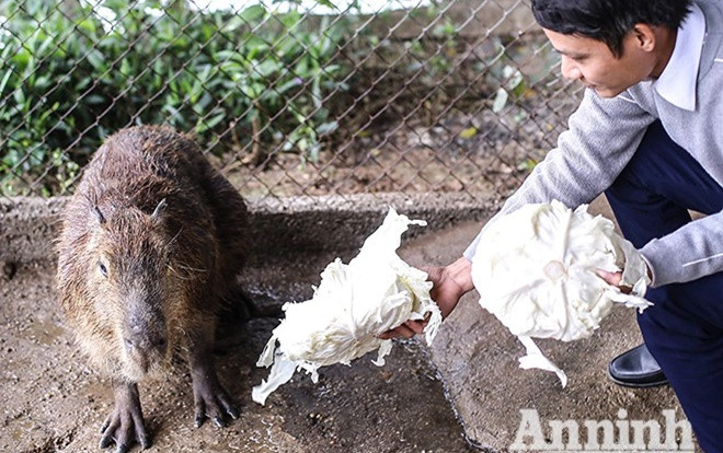 Đầu năm Tý xem chuột khổng lồ nặng đến 100kg nhưng đặc biệt hiền lành ở Hà Nội Ảnh 2