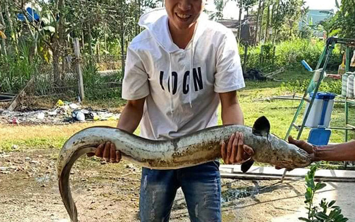 Thăm ruộng ngày cuối năm, lão nông vô tình bắt được cá chình 'khủng' dài 1,5 mét Ảnh 2