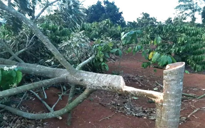 Xót xa cảnh vườn sầu riêng của một nông dân Đắk Lắk bị chặt phá ngày Tết Ảnh 2