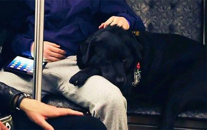 Cô chó thông minh biết tự đón xe bus 'gây bão' mạng xã hội Ảnh 2