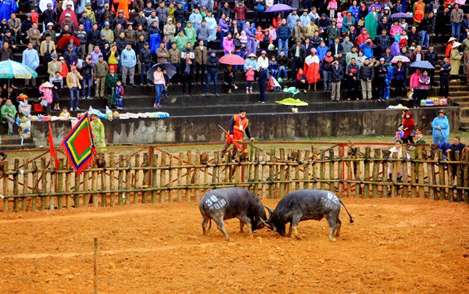 Giữa dịch corona, xem xét dừng lễ hội chọi trâu ở Phú Thọ Ảnh 2