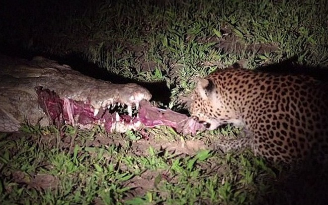 Báo đốm 'to gan' cướp mồi từ trong miệng cá sấu Ảnh 2