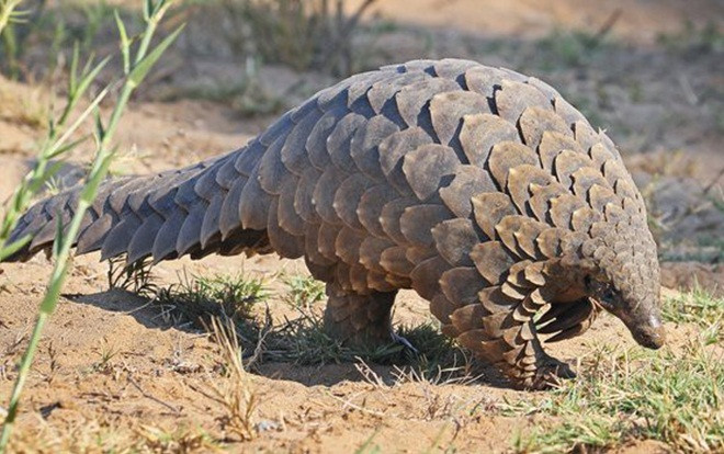 Vật chủ trung gian lây truyền virus corona là tê tê? Ảnh 2