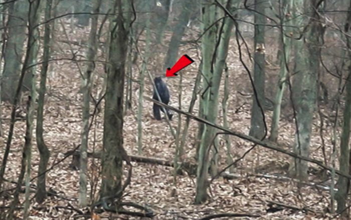 Hai du khách theo dấu quái vật chân to Bigfoot trong công viên Ảnh 2