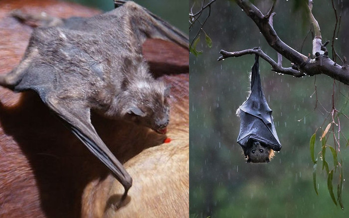 Vì sao dơi sợ nước, dơi quỷ hút máu có tồn tại ở Việt Nam không? Ảnh 2