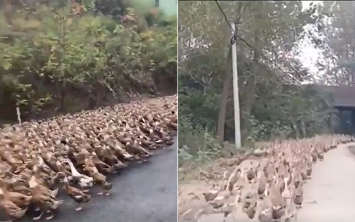 Trung Quốc điều động đội quân vịt tiêu diệt hơn 400 tỷ con châu chấu nơi biên giới Ảnh 2