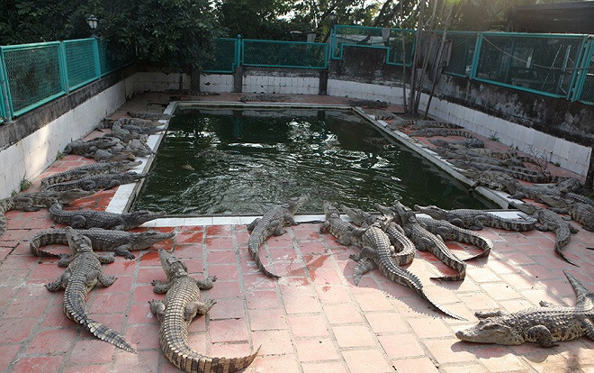 Cận cảnh đàn cá sấu 'khủng' nhất miền Bắc của 'vua cá sấu' Ảnh 2