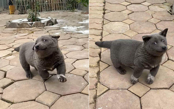 Chú chó bất ngờ trở thành hiện tượng mạng: Chân ngắn, mặt lại thái độ 'lồi lõm' nhưng ai cũng gọi là 'idol' Ảnh 2