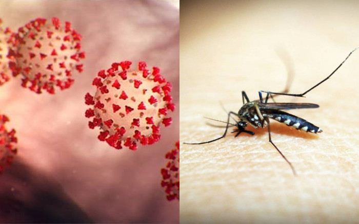 Virus nCoV có thể lây truyền qua muỗi không? Ảnh 2