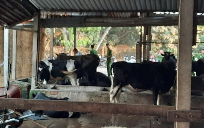 Vụ xả súng ở sòng bạc Củ Chi: Chủ con bò bị Tuấn 'khỉ' bắn chết đòi bồi thường 40 triệu Ảnh 2