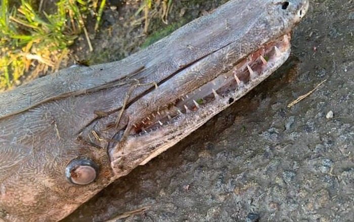 Bí ẩn 'quái thú' mõm dài trôi dạt vào bờ sông gây xôn xao Ảnh 2