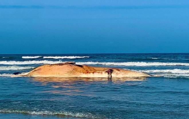 Xác cá voi 'khủng' khoảng 10 tấn dạt vào bờ biển Hà Tĩnh Ảnh 2