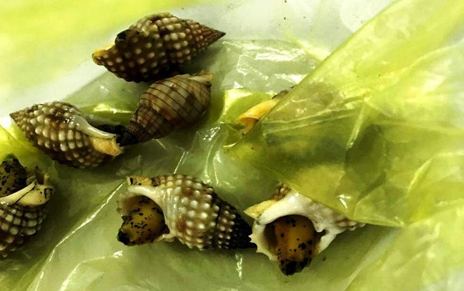 Ngộ độc ốc biển, 3 người trong gia đình nhập viện, 1 người tử vong Ảnh 2
