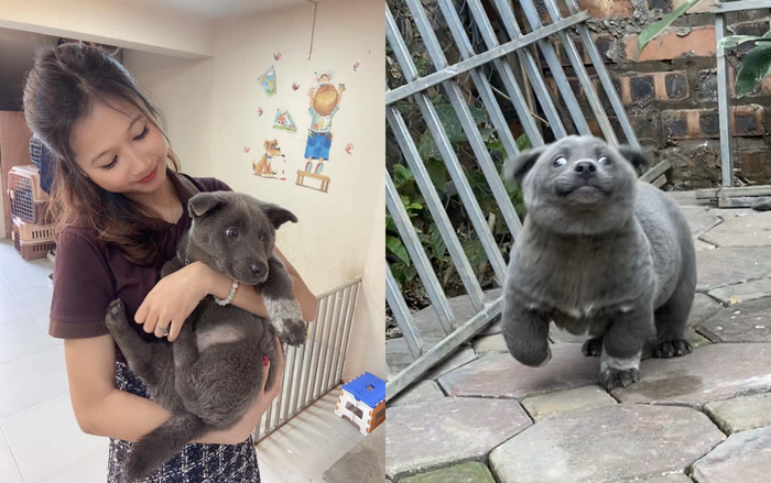 Chủ chú chó có khuôn mặt ‘cà khịa, ngáo ngơ’ nhất hành tinh: ‘Lúc mới mua nó xong nhiều người bạn còn bảo tôi dở hơi’ Ảnh 2