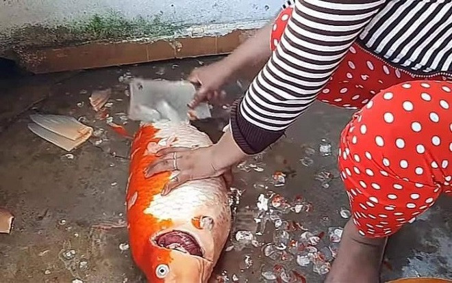 Chồng nhậu gọi đến 5 lần không về, vợ làm thịt ngay cá Koi quý khiến CĐM 'cười ra nước mắt' Ảnh 2