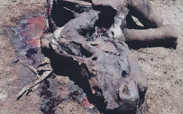 Xót xa hình ảnh tê giác bị sát hại dã man để lấy sừng Ảnh 2