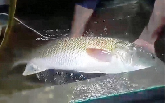 Cận cảnh con cá nghi sủ vàng quý hiếm nặng hơn 5kg, có thể giá hàng trăm triệu đồng Ảnh 2