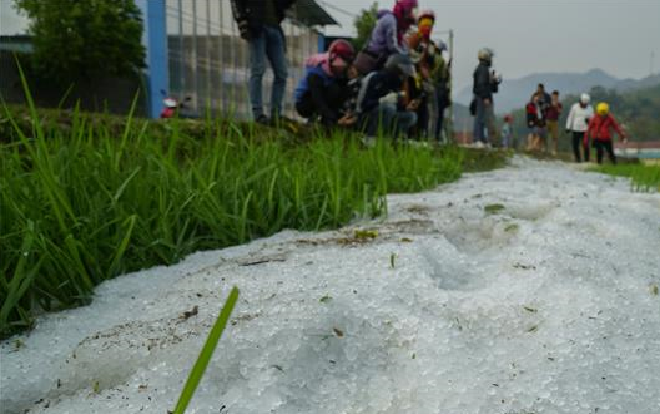 Điện Biên xuất hiện mưa đá mật độ dày, phủ trắng xóa ruộng lúa, vườn nhà Ảnh 2