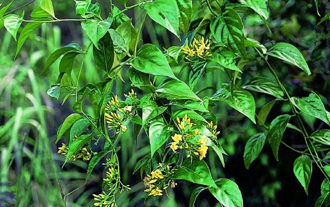 Bị ngăn cấm tình cảm, người đàn ông đã có vợ và nữ sinh lớp 12 rủ nhau ăn lá ngón tự tử Ảnh 2