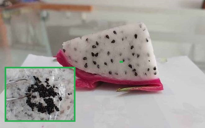 Rảnh rỗi trong thời gian nghỉ học phòng dịch COVID- 19, học trò ngồi tách từng hạt thanh long rồi tính cả cân nặng Ảnh 2