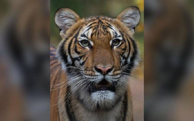 Con hổ đầu tiên trên thế giới được xác định dương tính với COVID-19 Ảnh 2