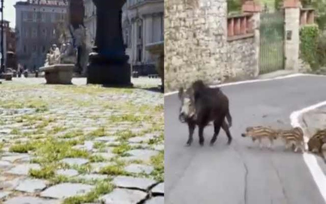 Cỏ um tùm, lợn rừng chạy trong thành phố ở Italy giữa đại dịch Ảnh 2