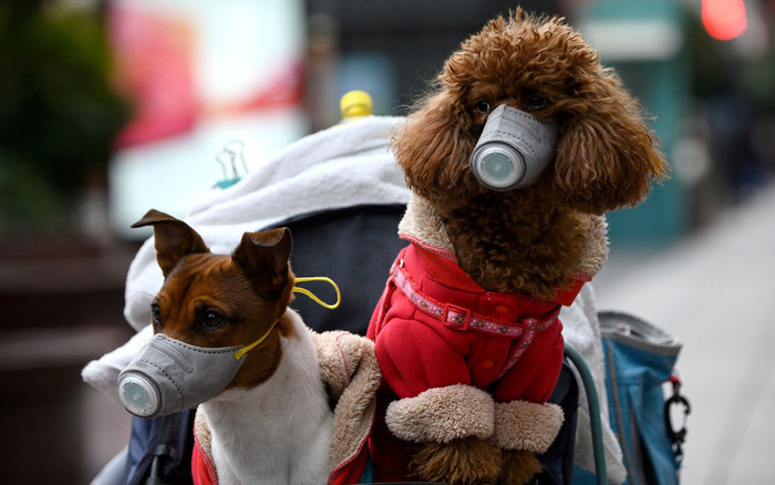 Thú cưng có thể lây nhiễm và lan truyền COVID-19 không? Ảnh 2