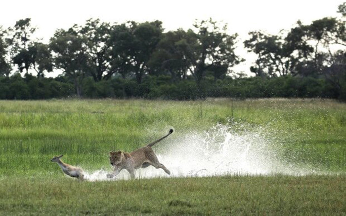 Màn chạy trốn ly kỳ của linh dương non khỏi móng vuốt sư tử Ảnh 2