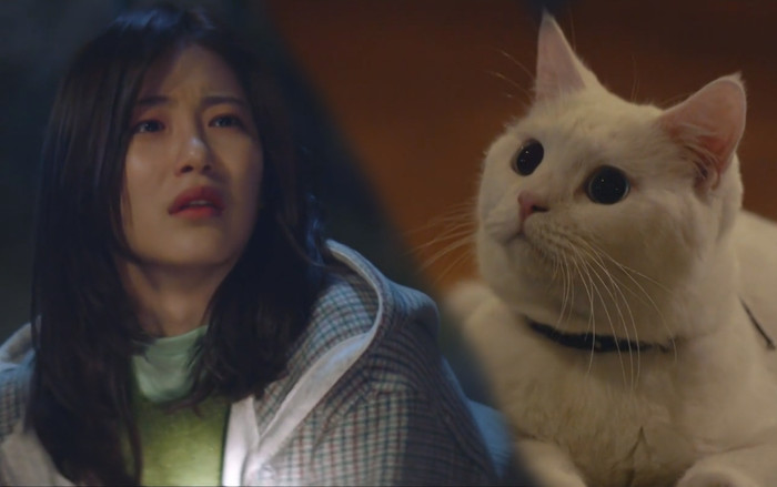 Tập 8 'Meow, Chàng trai bí ẩn': Tỉnh dậy sau cơn bội thực, chú mèo L (Infinite) lại bị xe tông? Ảnh 2