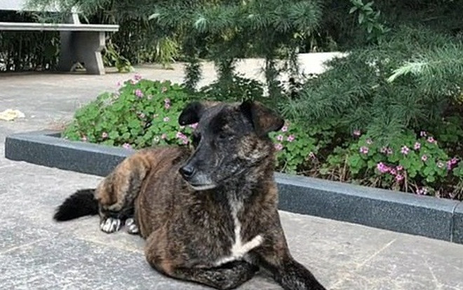 Chó trung thành ở yên một chỗ đợi chủ nhân suốt 3 năm Ảnh 2